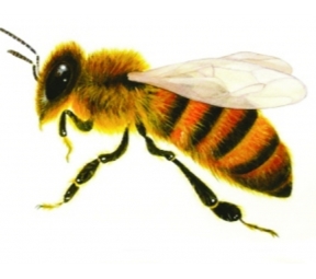Описание: Описание: Картинки по запросу малюнок бджола